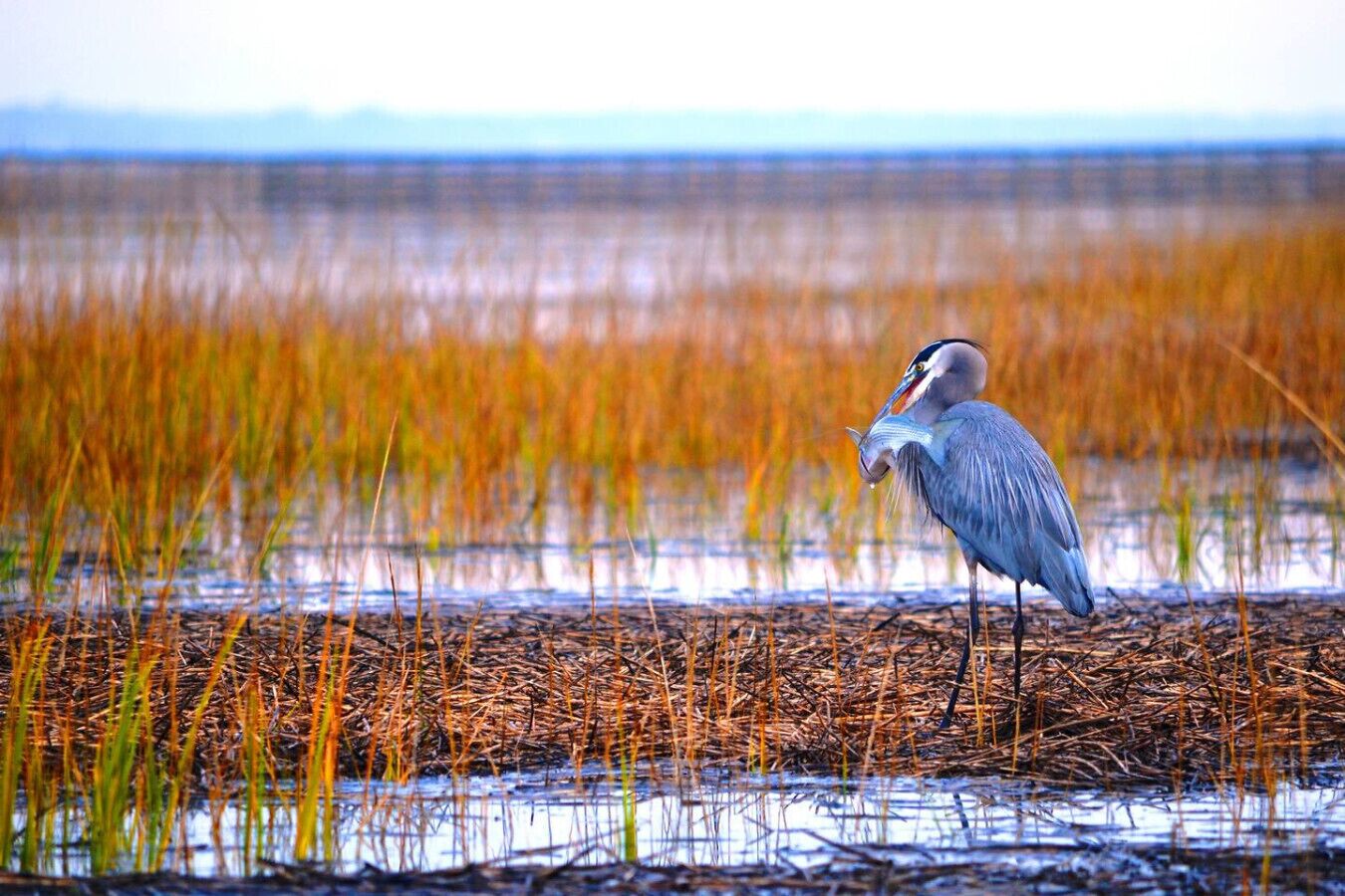 A bird standing in a wetland area with tall grasses.