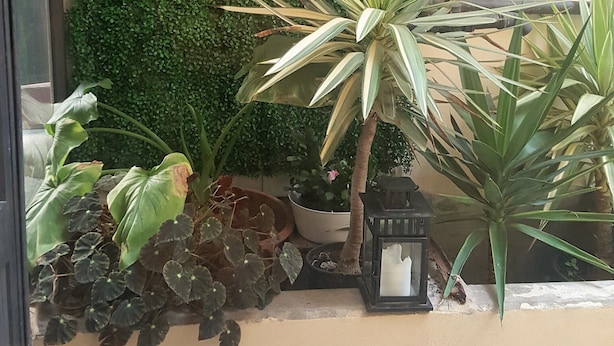 A small indoor garden with various plants and a lantern. - Carmo Apartment in the center of Espinho (Espinho)