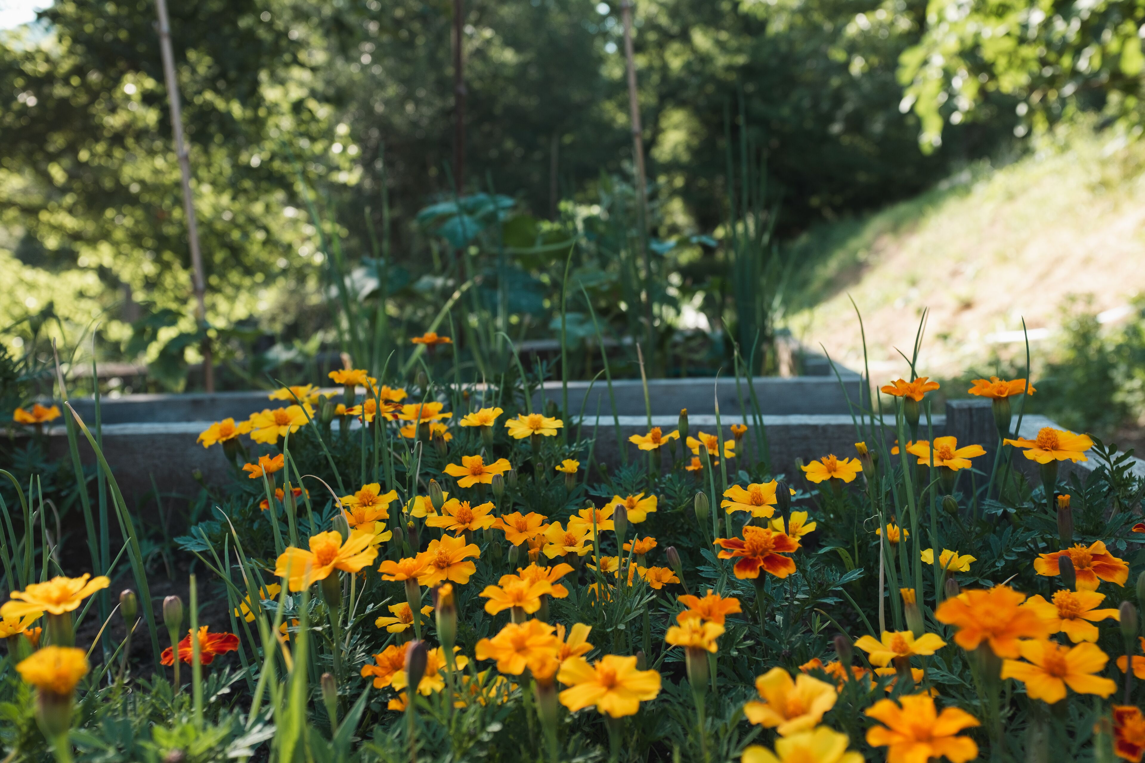 A garden with yellow flowers and green foliage.