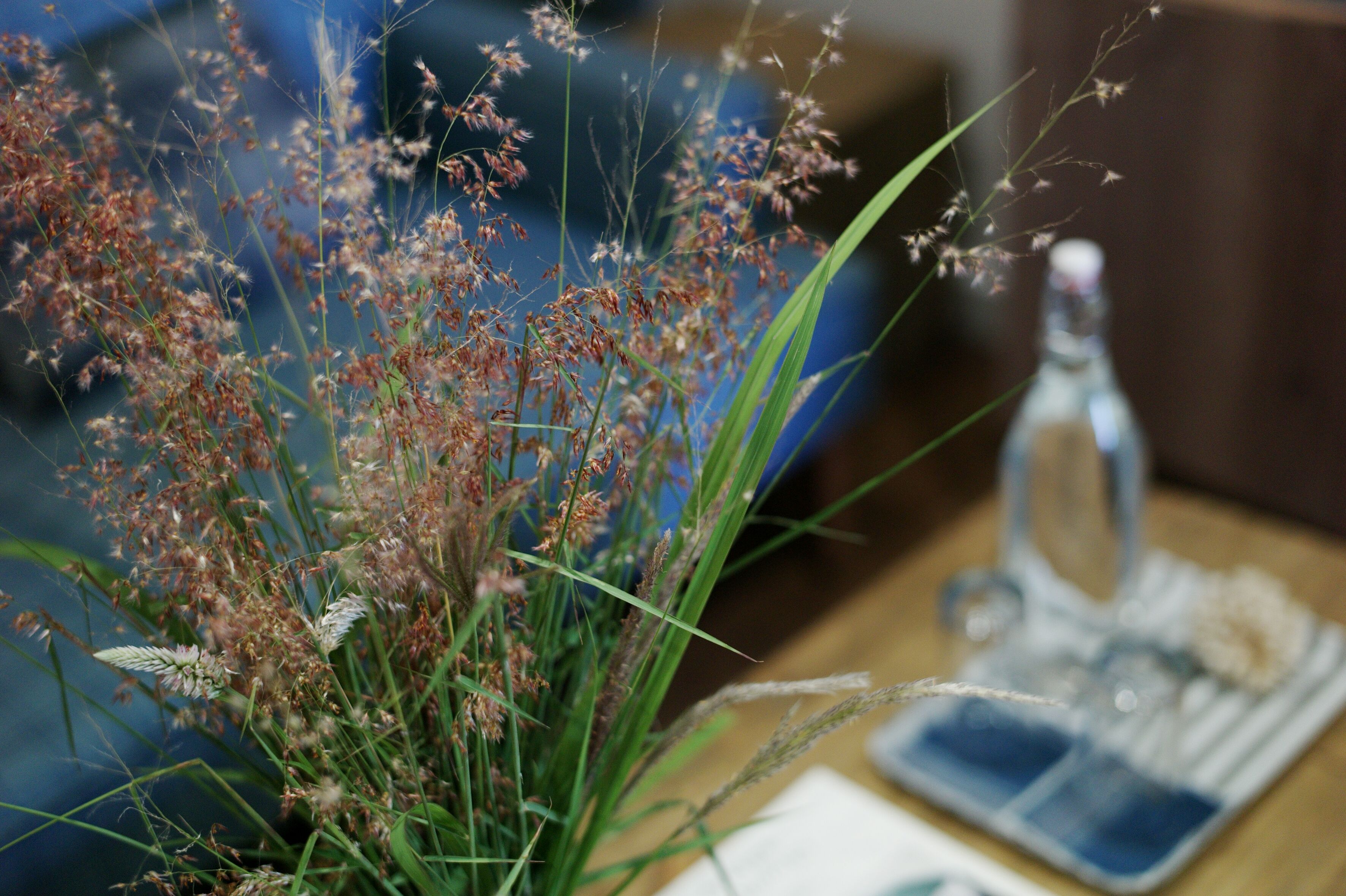 Ein Detailaufnahme einer Pflanze mit langen, grünen Blättern und bräunlichen Fruchtständen, platziert auf einer Holzoberfläche neben einer Glasflasche und einem blauen Gegenstand.