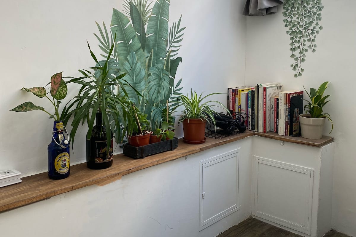 A corner room with a wooden shelf holding potted plants, a radiator, and a window with curtains.