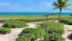 Une plage bordée d’une végétation luxuriante, un palmier et une vue dégagée sur l’océan.