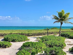 A beach with dense green vegetation, a palm tree, and a clear view of the ocean.