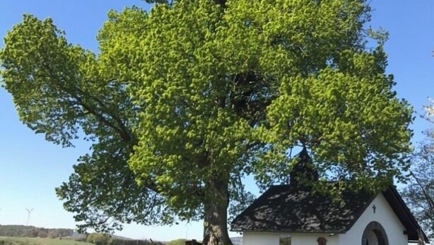 Une petite chapelle blanche dotée d’un clocher, entourée d’un grand arbre et d’un champ verdoyant.