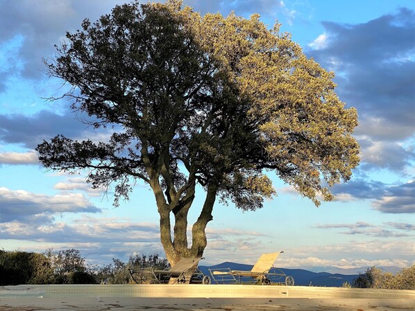 Un árbol grande con una hamaca atada a sus ramas, una piscina y un paisaje montañoso de fondo.