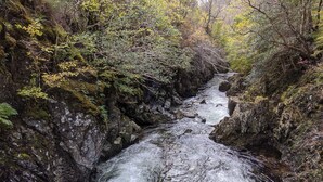 Un arroyo estrecho y pedregoso que serpentea por una zona boscosa con abundante follaje y rocas cubiertas de musgo.