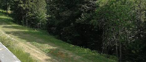 Un pontile in legno che si affaccia su un sentiero erboso, con alberi fitti e una collina sullo sfondo.