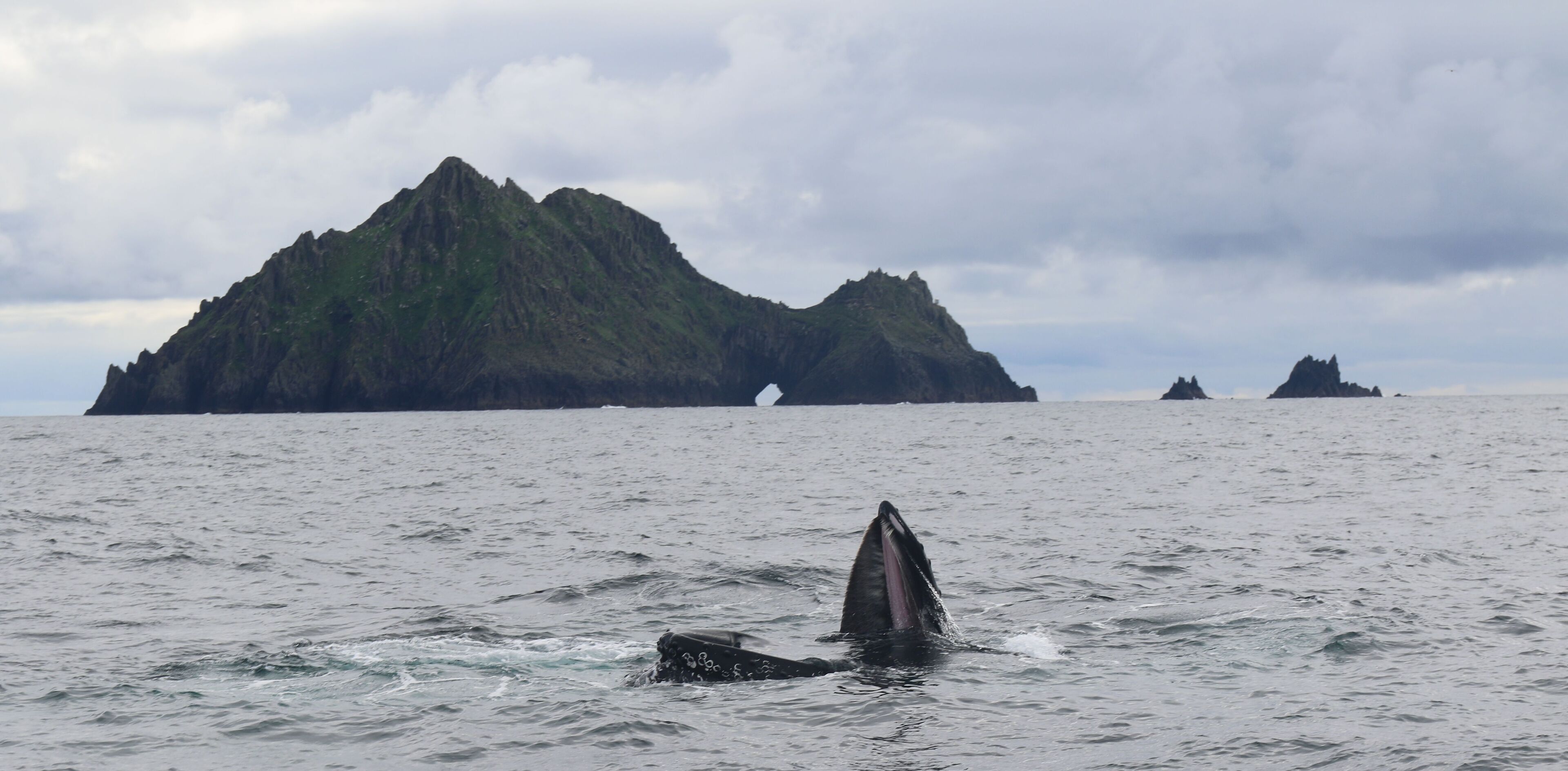 A whale breaching the ocean surface with rocky islands in the background.