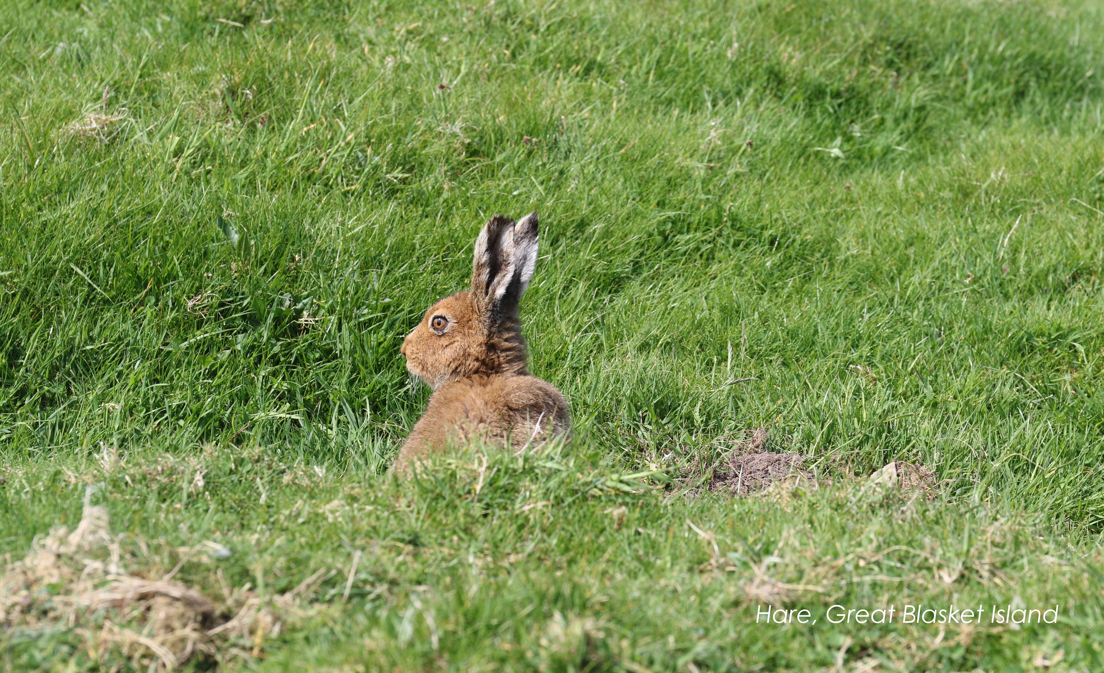 A hare in a grassy field.