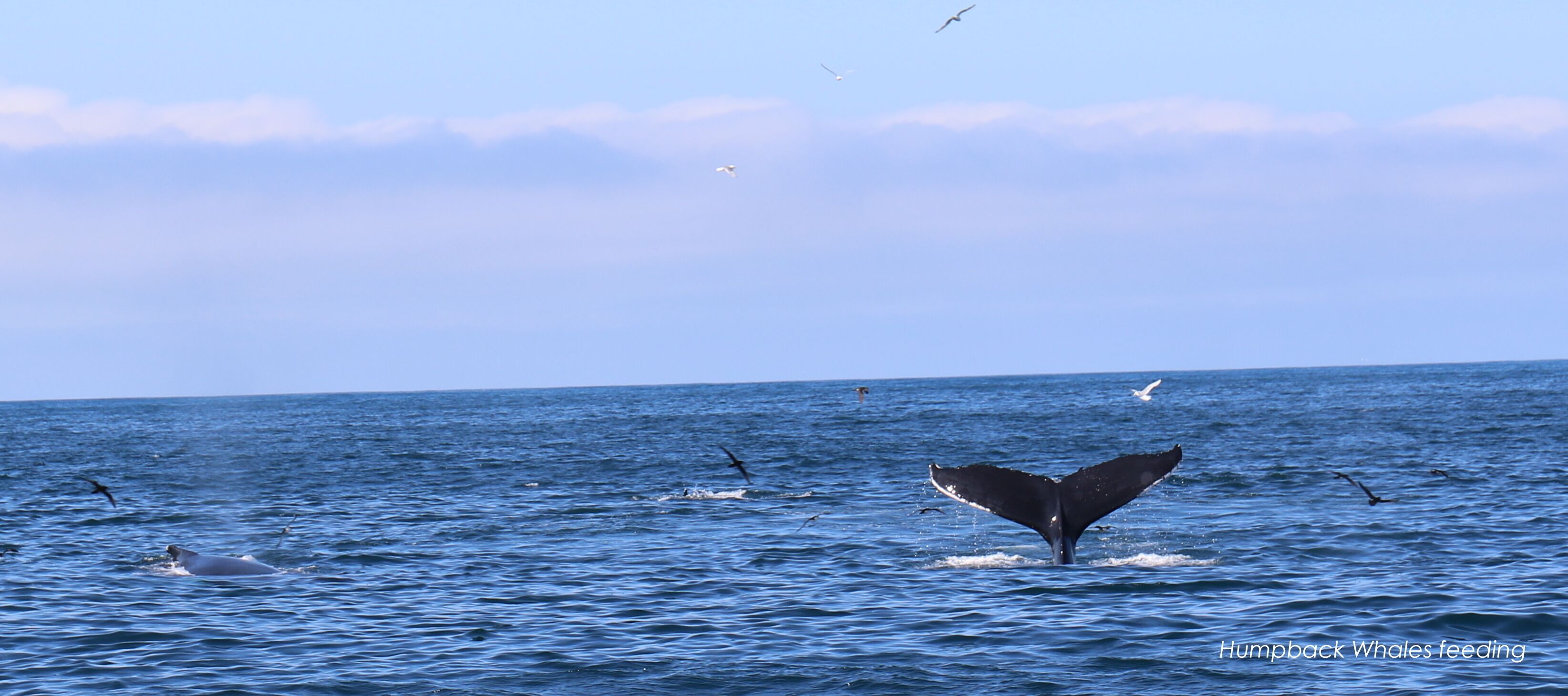 A humpback whale's tail above the water, with several birds flying nearby.