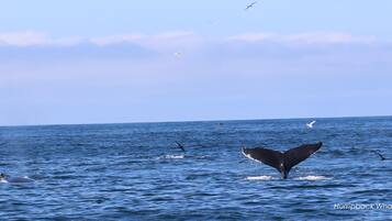 A humpback whale's tail above the water, with several birds flying nearby.