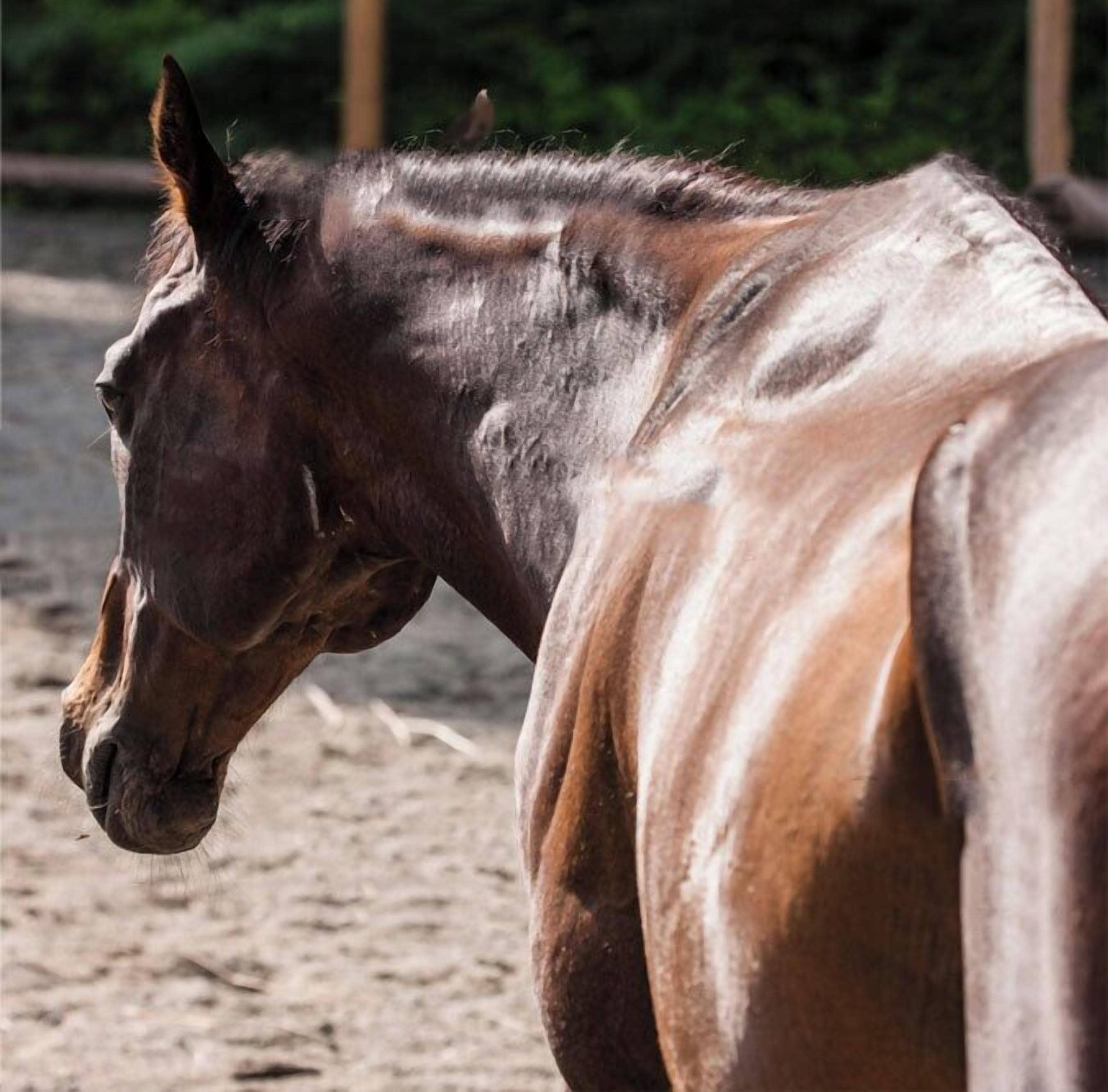 Photo - Torre a Cona Wine Estate