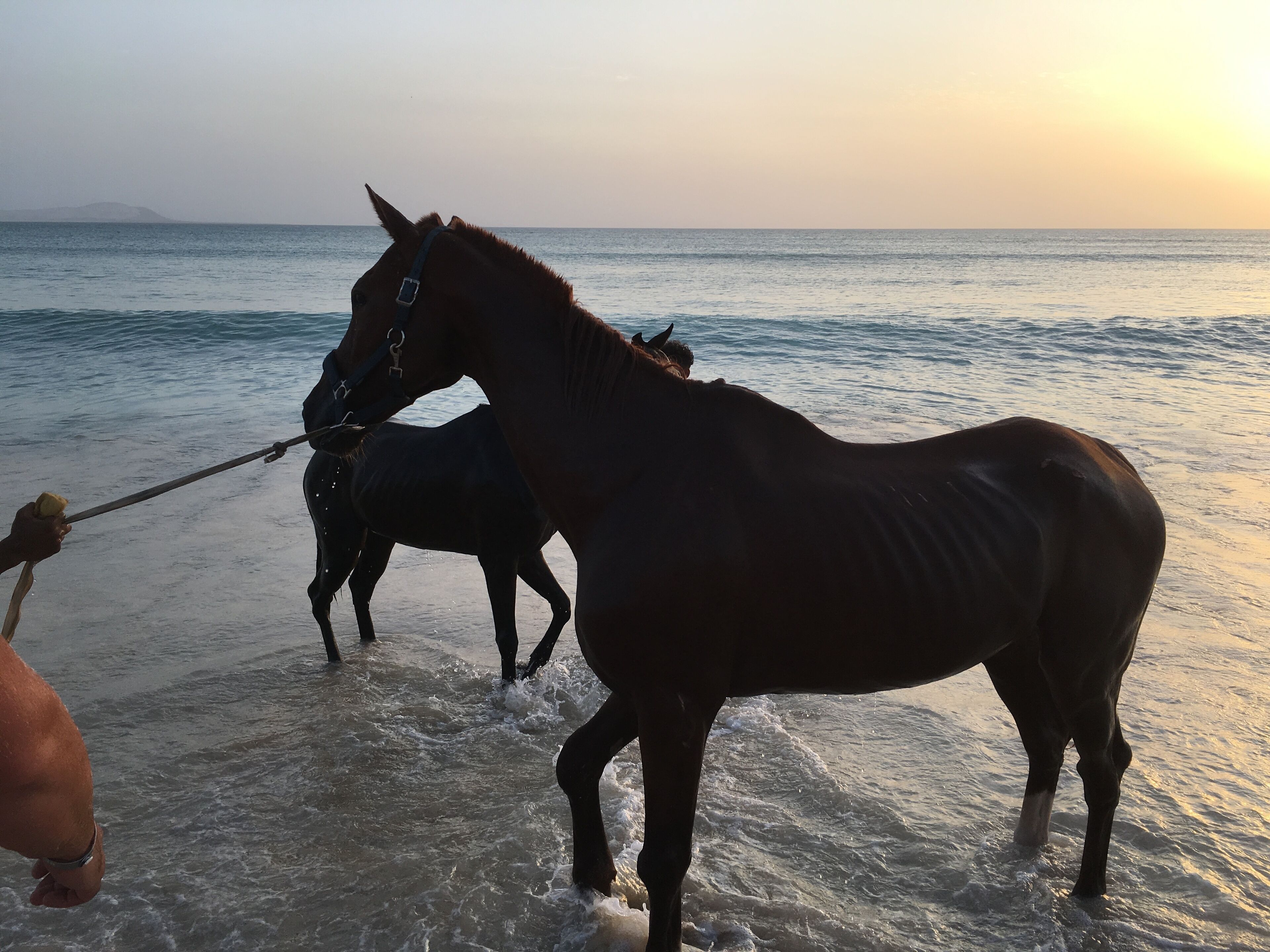 Ein Pferd wird ins Meer geführt.