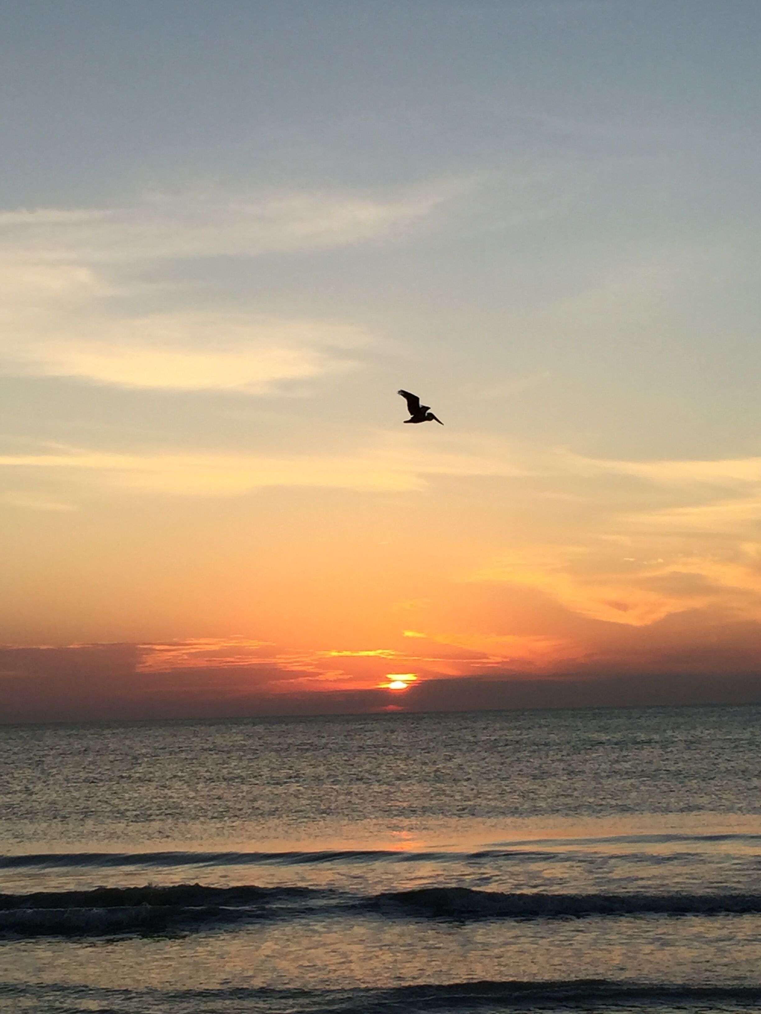 Ein Sonnenuntergang über dem Meer, ein Vogel fliegt am Himmel.