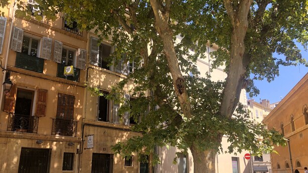 Eine von Bäumen gesäumte Straße mit Gebäuden, die Balkone und Fensterläden haben.