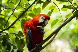 Un guacamayo rojo posado en una rama rodeado de hojas verdes.