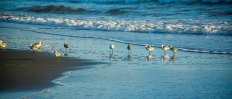 Una playa con olas y aves.