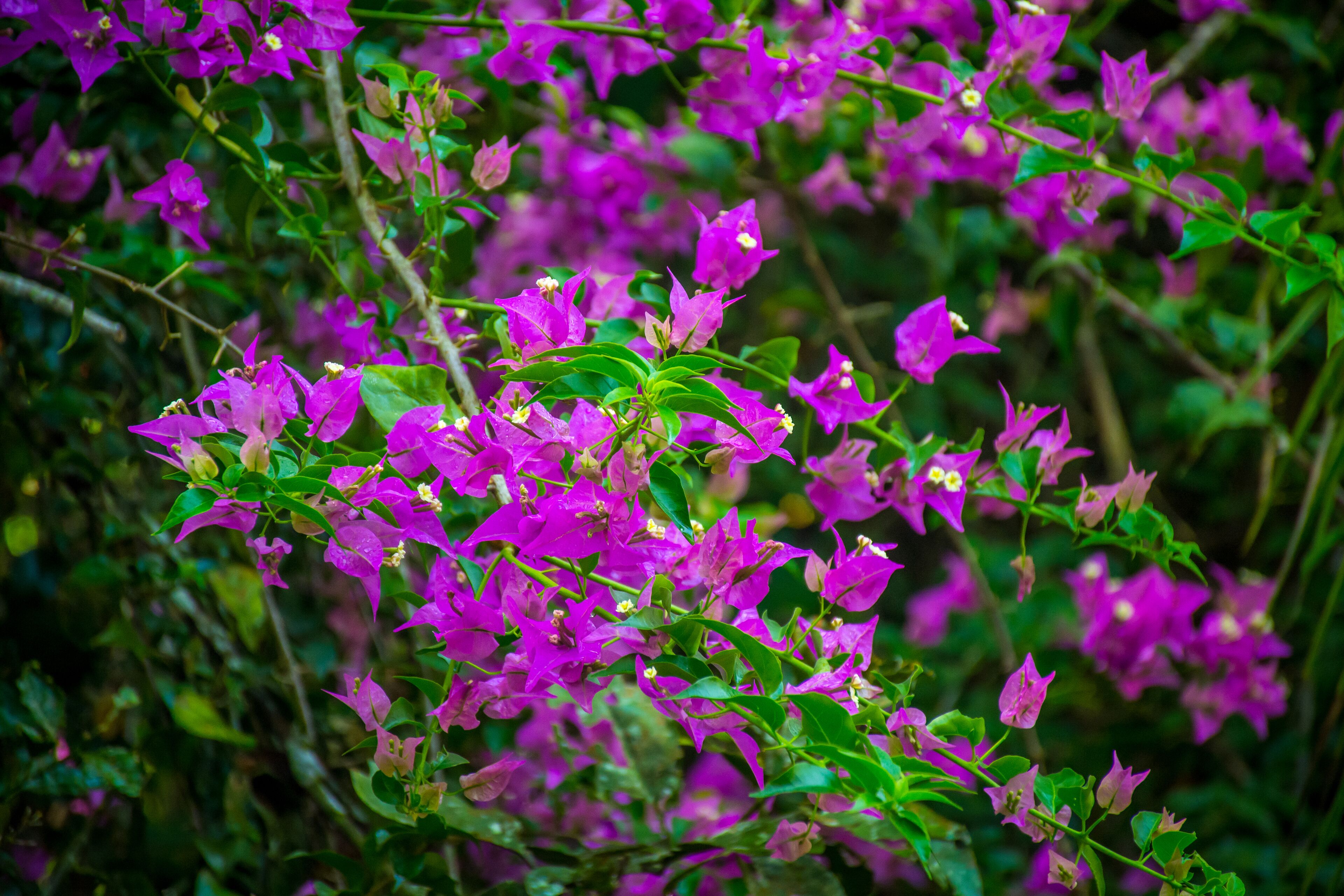 A dense cluster of purple flowers with green leaves, likely part of a garden or natural setting.