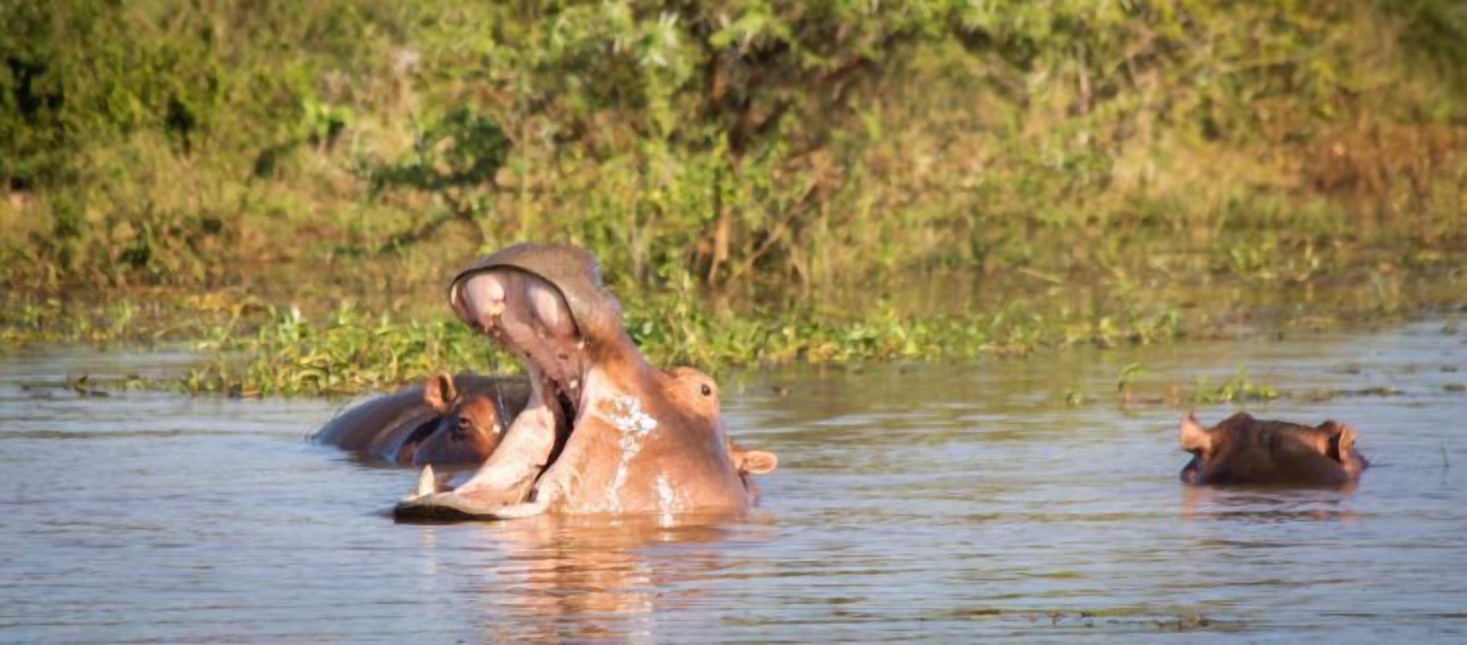 Hippos in een waterlichaam met een grasachtige achtergrond.