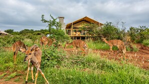 A lodge with a large open deck and a chimney, surrounded by lush greenery and zebras grazing.