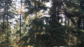 A small, single-story cabin with a porch and a fenced yard, surrounded by tall trees. - Cute, rustic cabin in Side Lake, No WiFi (Side Lake)