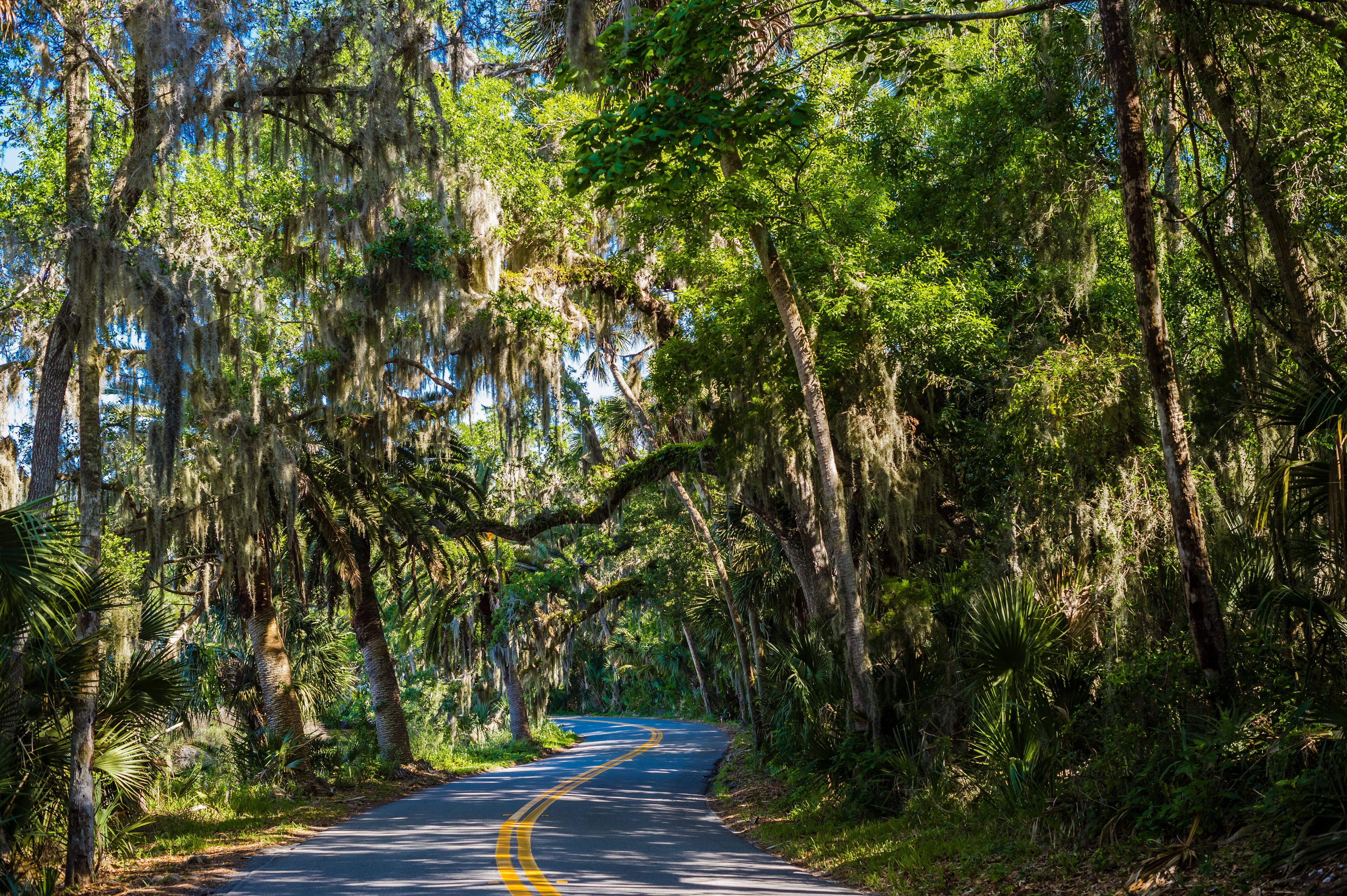 A road flanked by tall trees with Spanish moss, leading into a dense forest.