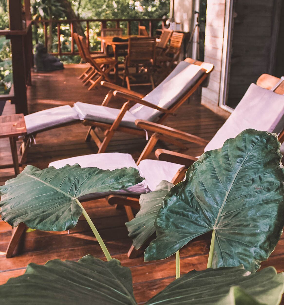A wooden deck with lounge chairs and large green leaves.