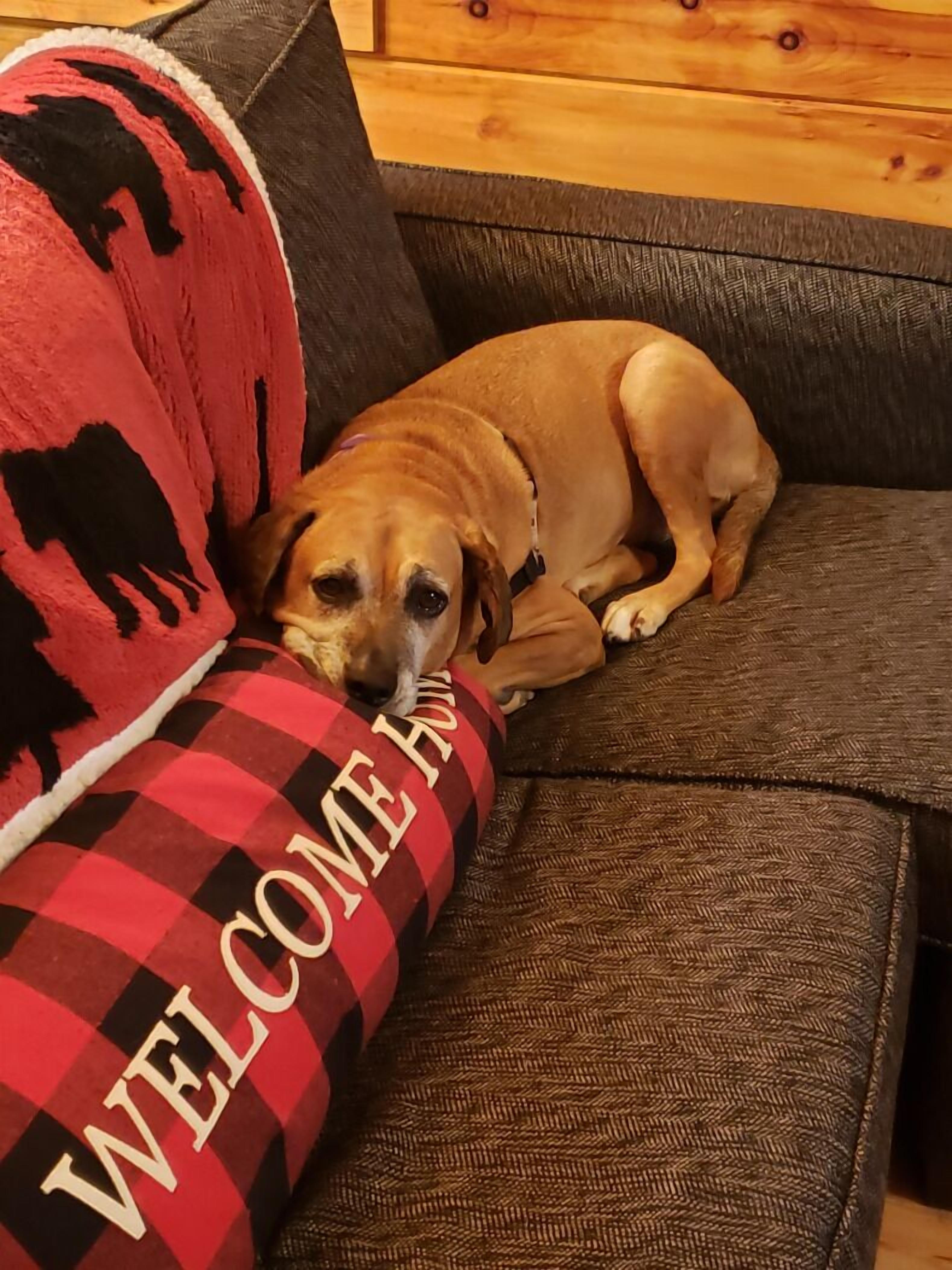 Grizzly Inn, a cozy, pet friendly Beech Mountain cabin 