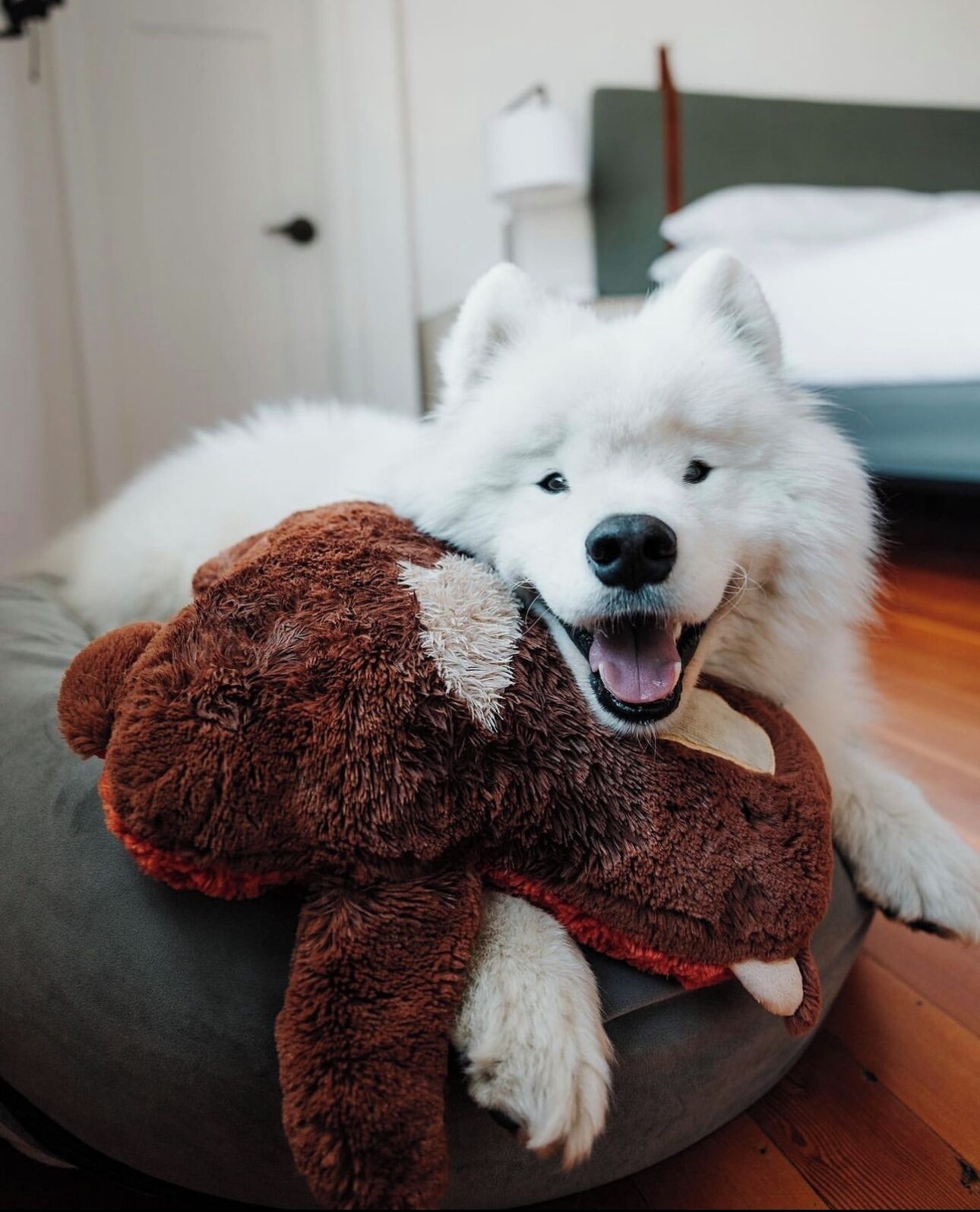 A white dog lying on a round, dark-colored pet bed with a brown plush toy.
