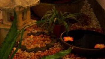 Un pequeño jardín interior con diversas plantas, un farol de piedra decorativo y una fuente de agua.