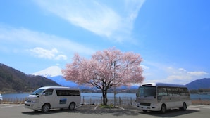 Deux autobus étaient stationnés sur un parking, avec un cerisier en fleurs au centre.