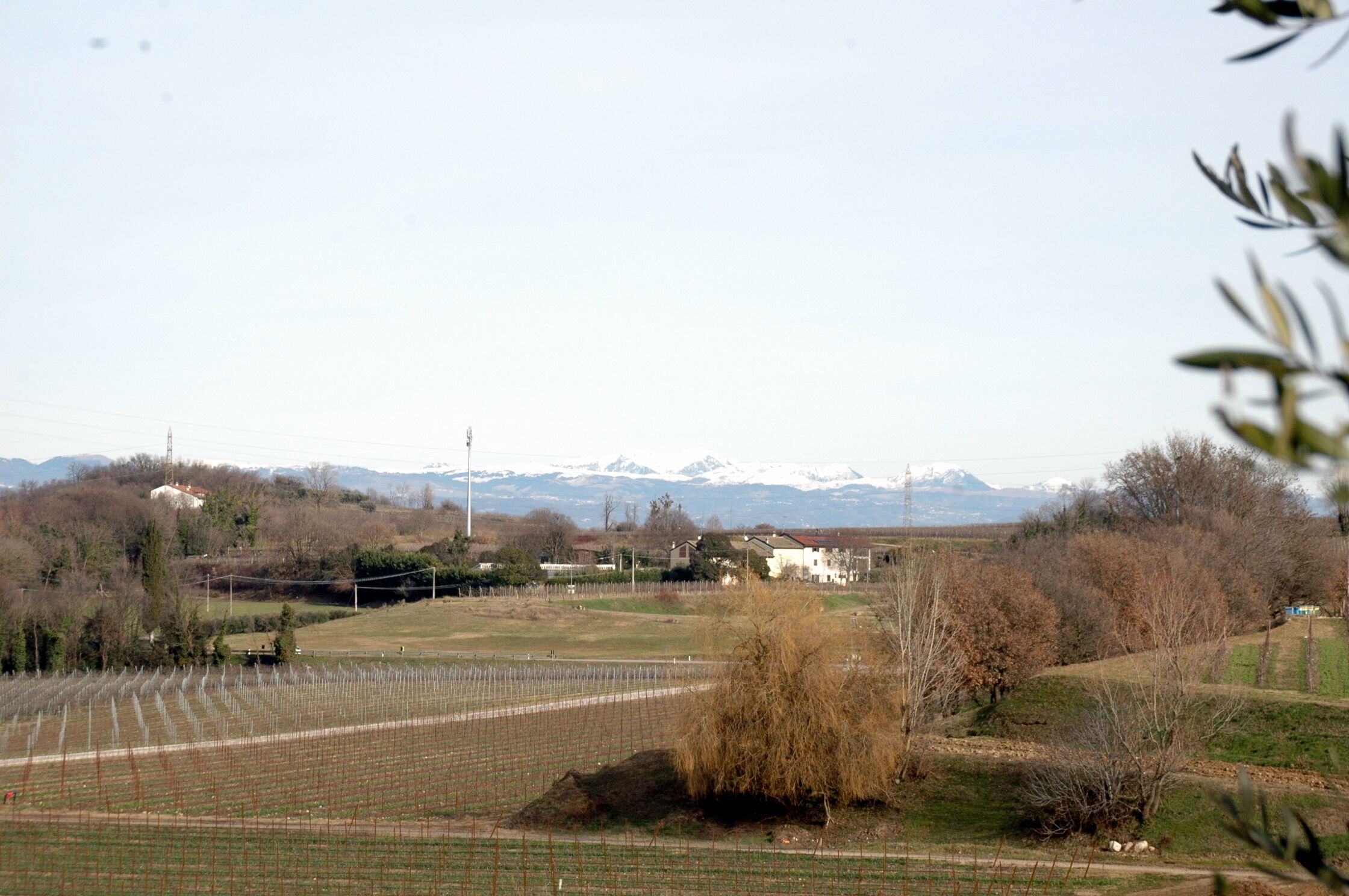 A rural landscape with fields, a vineyard, and a mountain range in the background.