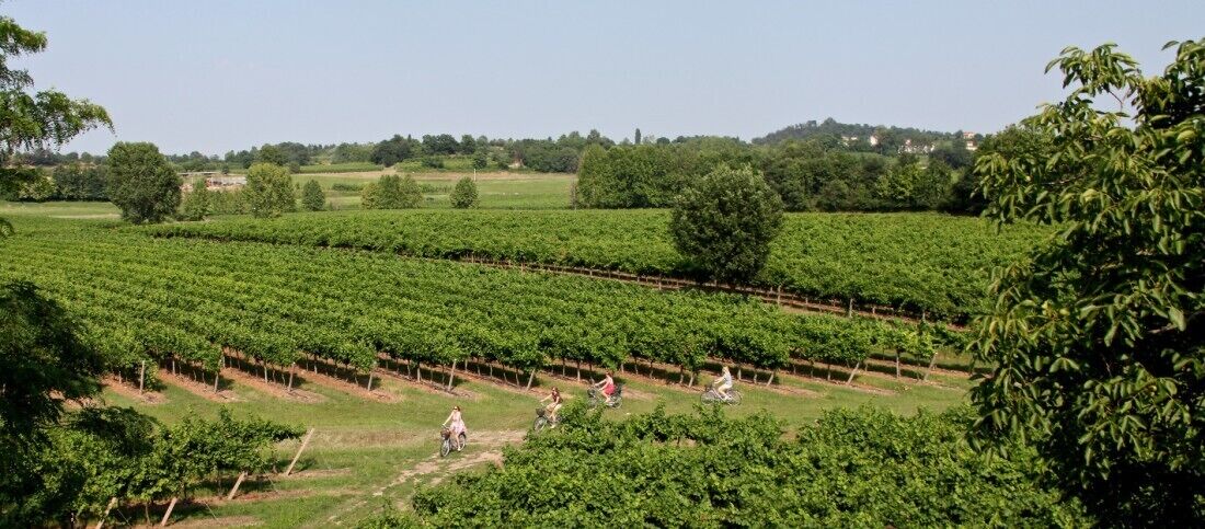 A vineyard with rows of grapevines and a few people walking among them.