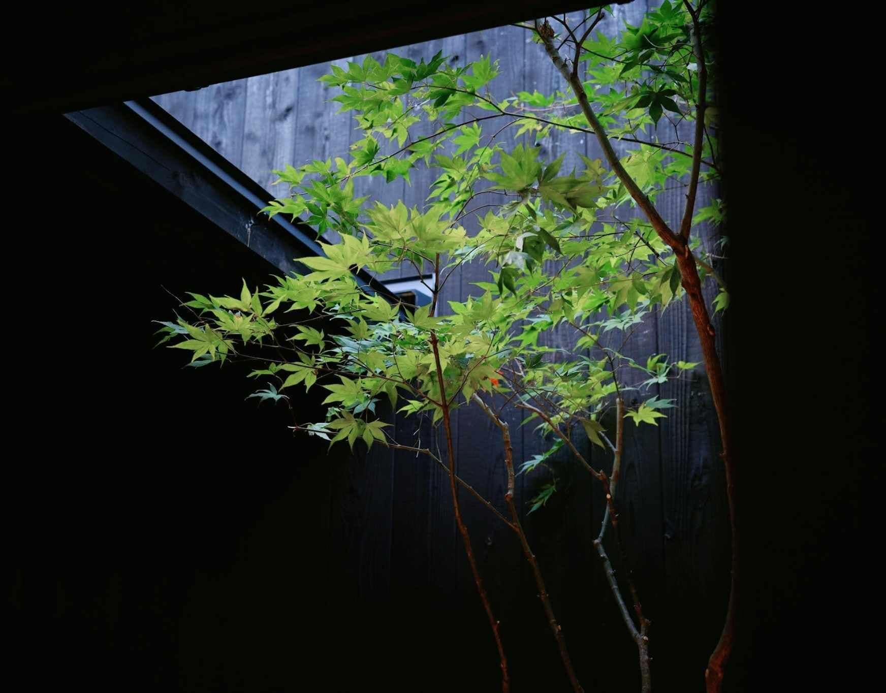 Vista de una habitación con tragaluz, pared de madera y una planta de hojas verdes.
