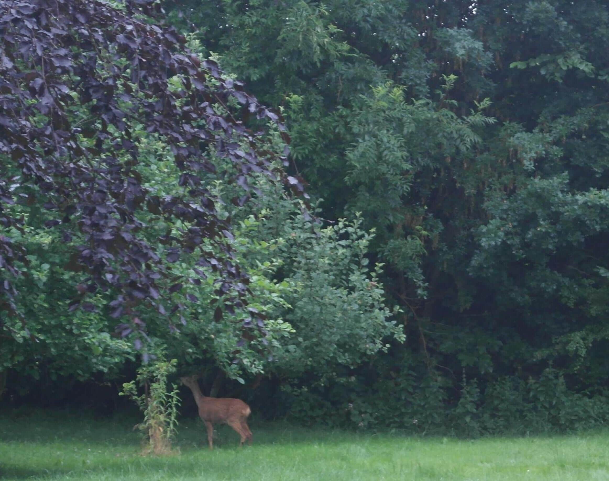 A deer in a grassy field with dense foliage in the background.