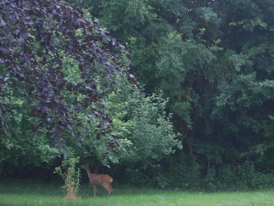 A deer in a grassy field with dense foliage in the background.
