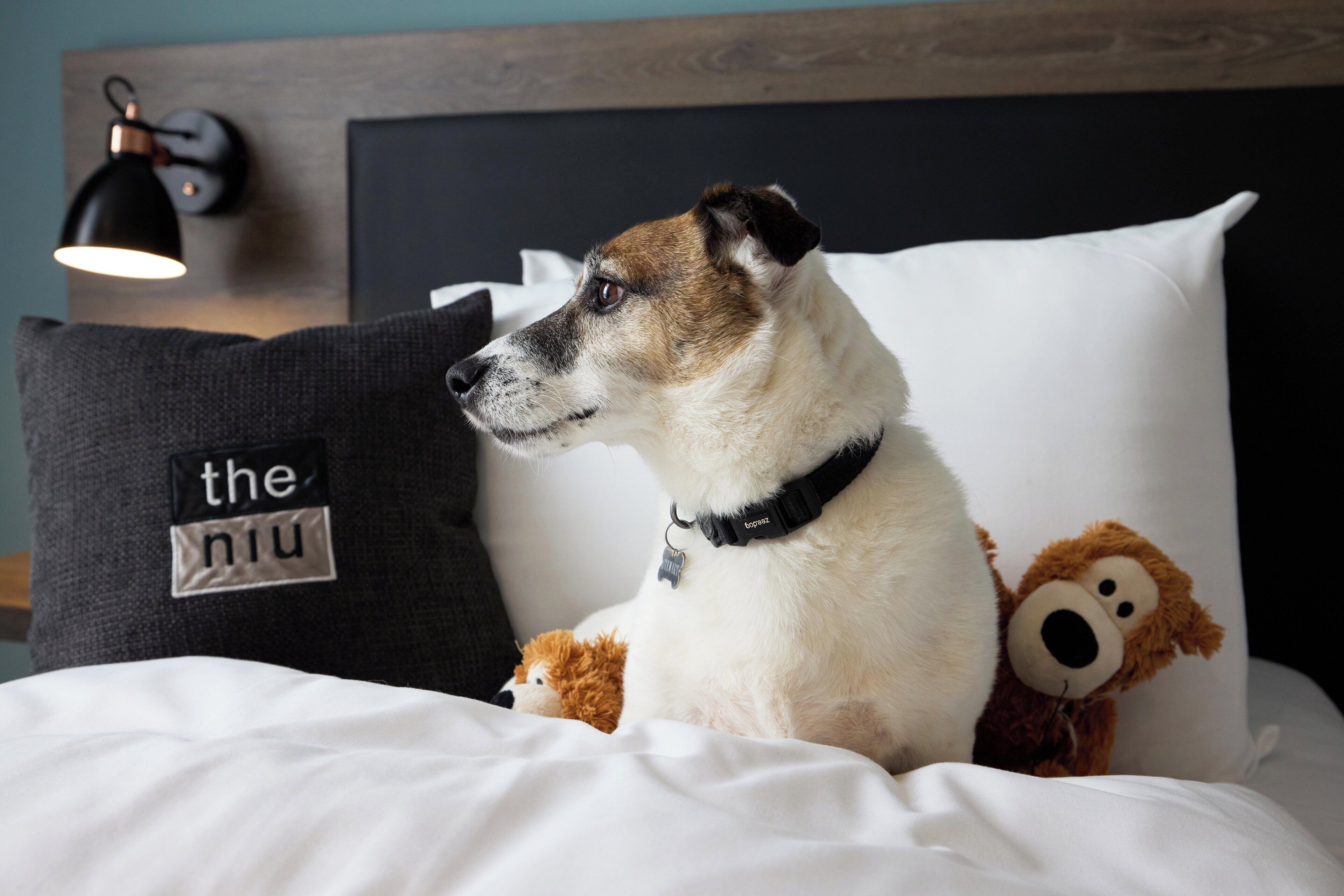 A dog sitting on a bed with a plush toy and a pillow with text.