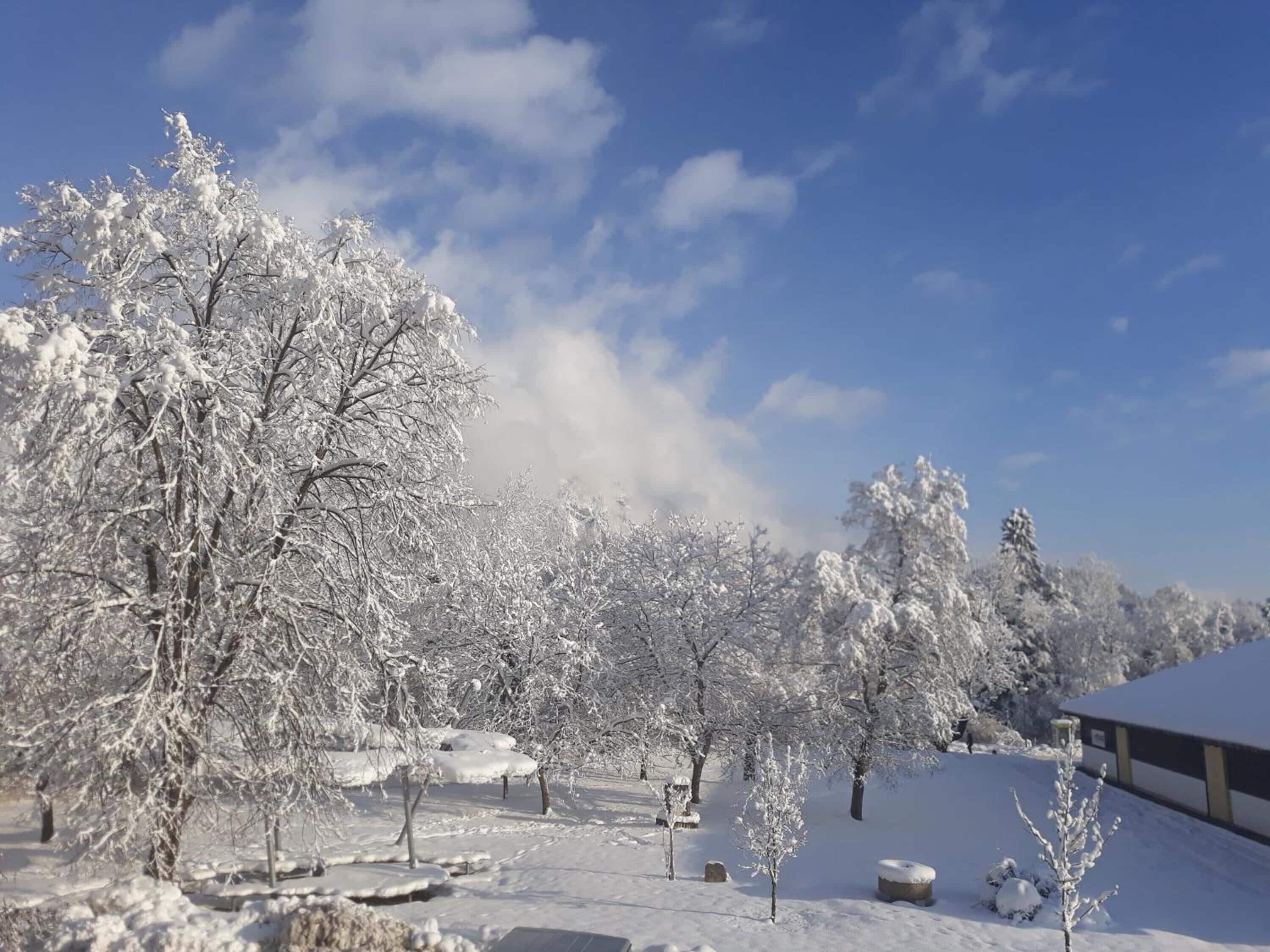 A snow-covered landscape with trees and a building.