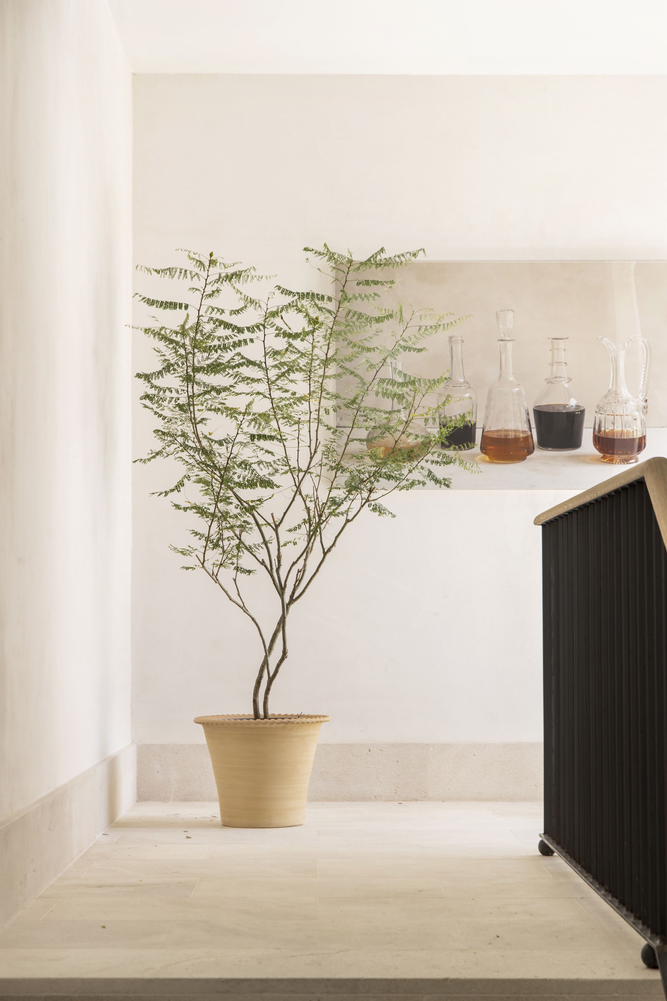 A potted plant in a corner with a white wall and a shelf with bottles.