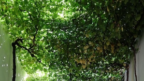 Um beco estreito com uma cobertura de folhagem verde, ladeado por paredes brancas e um portão preto no final.