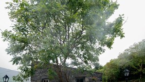 A stone building with a door and windows, a bench, and a tree in front. - Cozy Irish cottage, located on the Wild Atlantic Way! (Fanore)