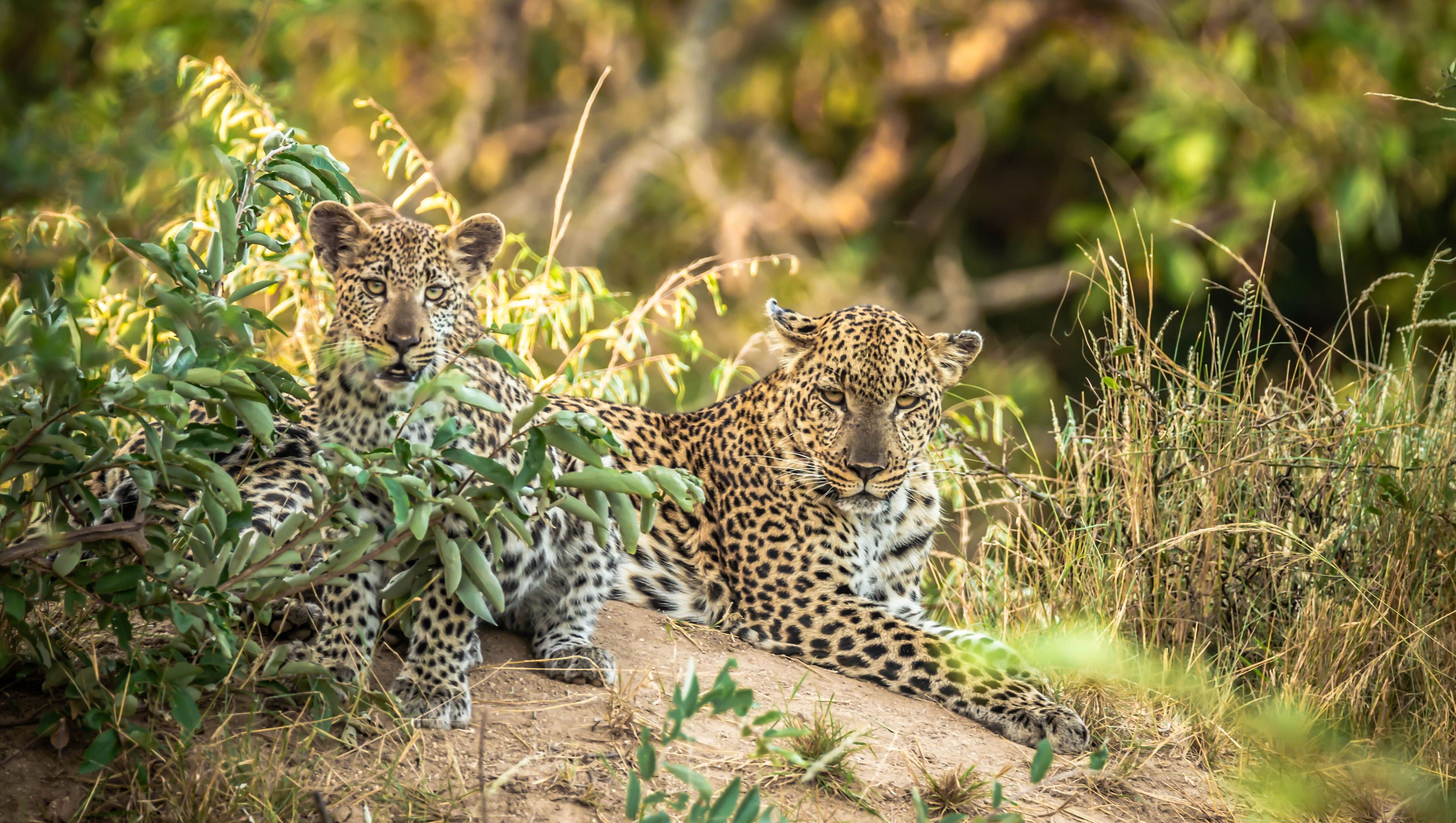 Two cheetahs resting on a rock surrounded by greenery.