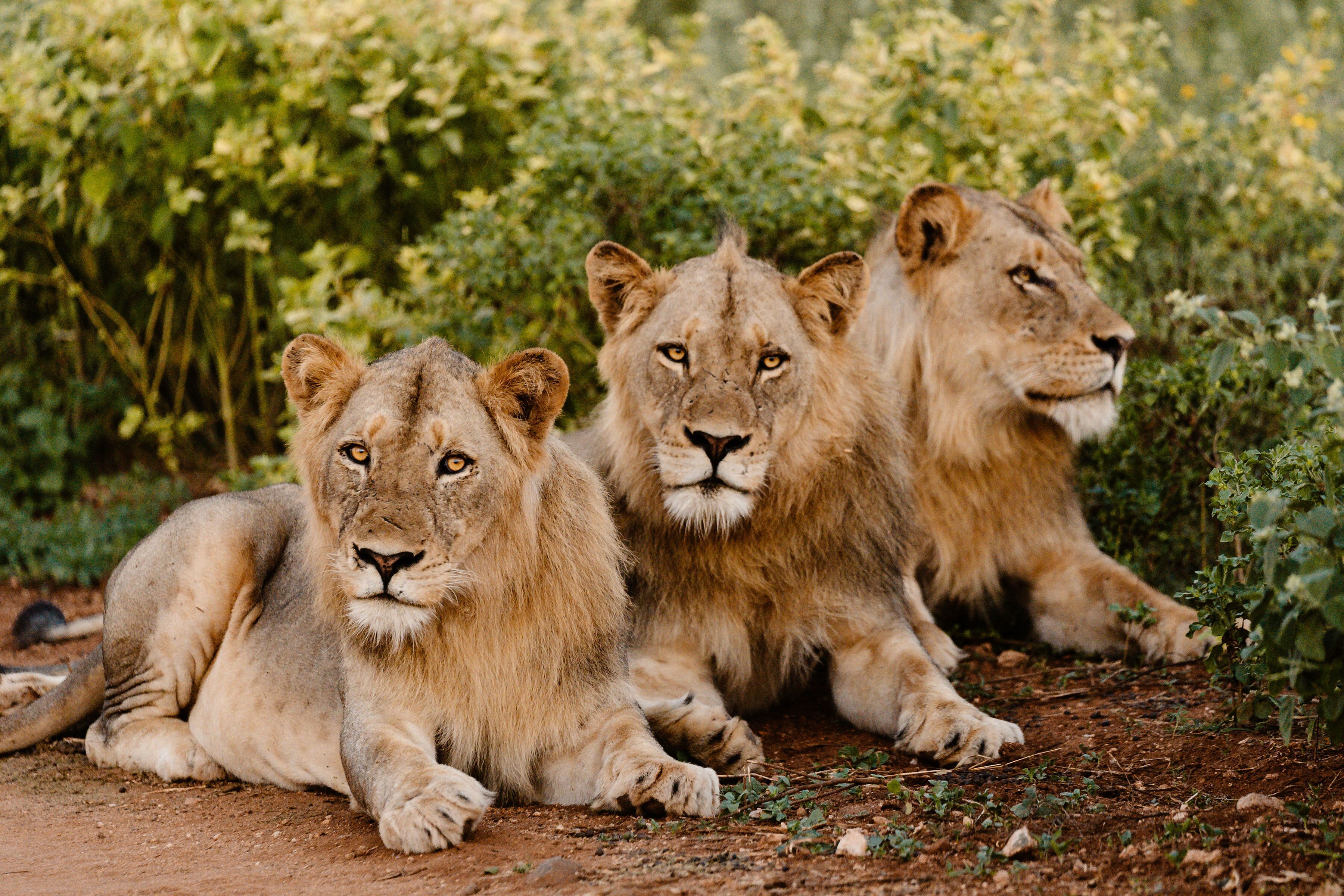 Trois lions allongés sur le sol, avec une végétation luxuriante en arrière-plan.