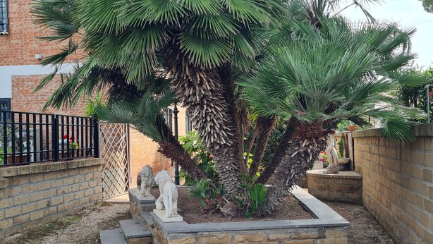Um jardim com uma palmeira, uma estátua de leão e uma estátua de cachorro.