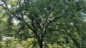 A large tree in a grassy area with a stone building in the background.