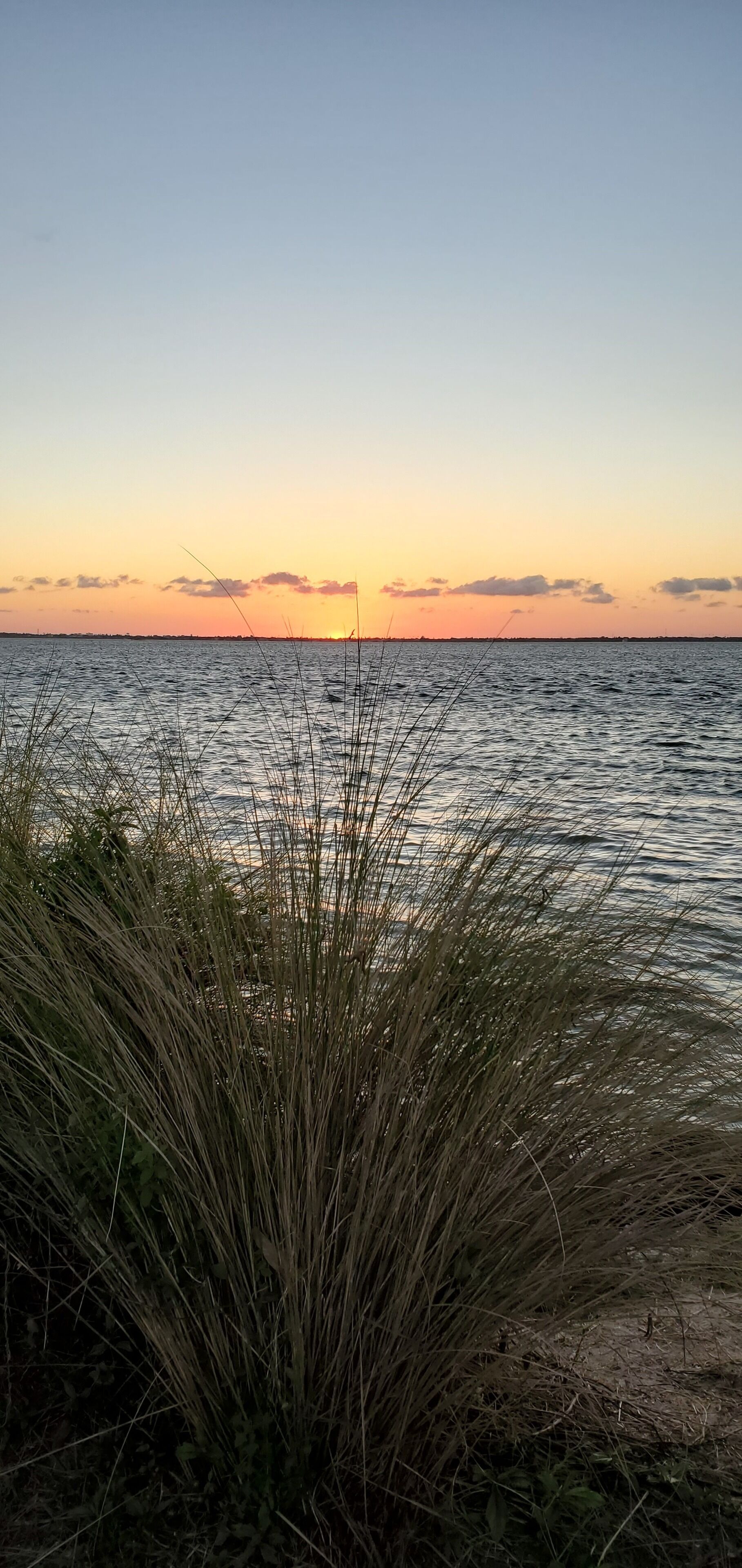 A sunset over a calm body of water with tall grasses in the foreground.