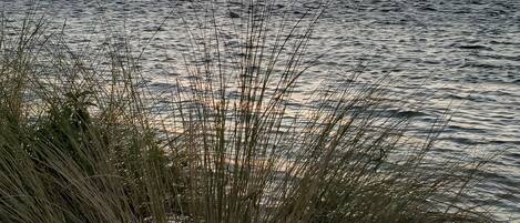 A sunset over a calm body of water with tall grasses in the foreground.