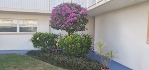 Property grounds - Mar '26 Available! Short 2 min walk to the beach. (Cocoa Beach)