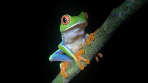 A frog with green and orange skin on a branch.