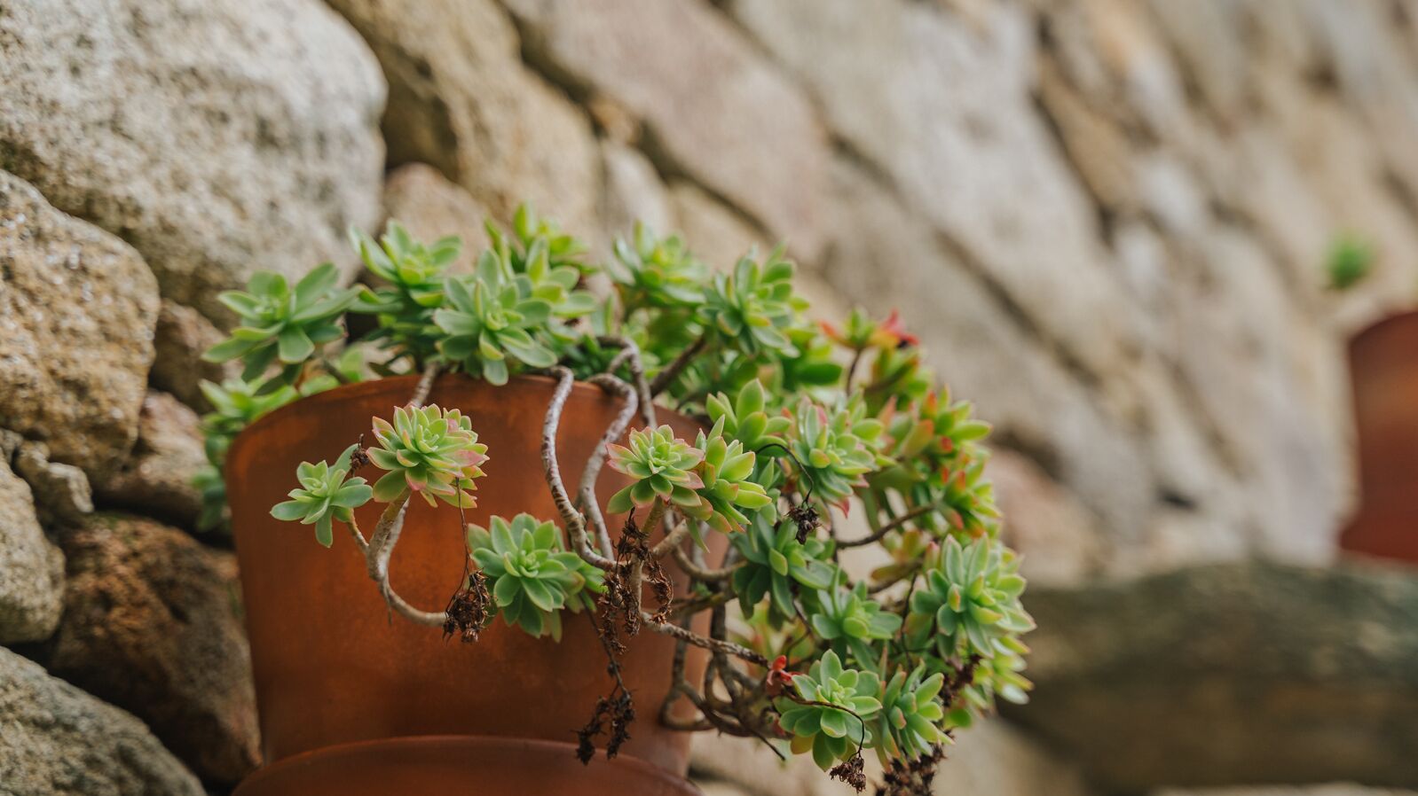 A potted succulent plant with a brown pot against a stone wall.